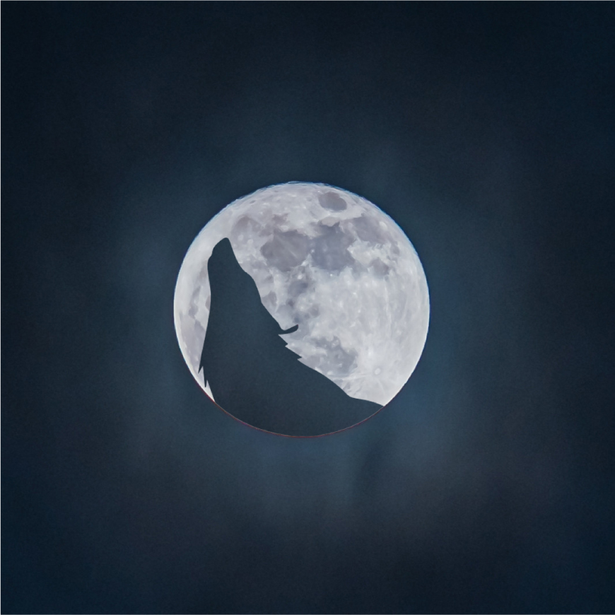 Silhouette of a howling wolf against a bright full moon on a dark night sky background.